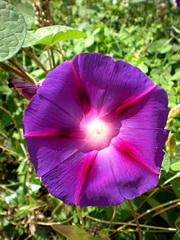 نیلوفر ارغوانی